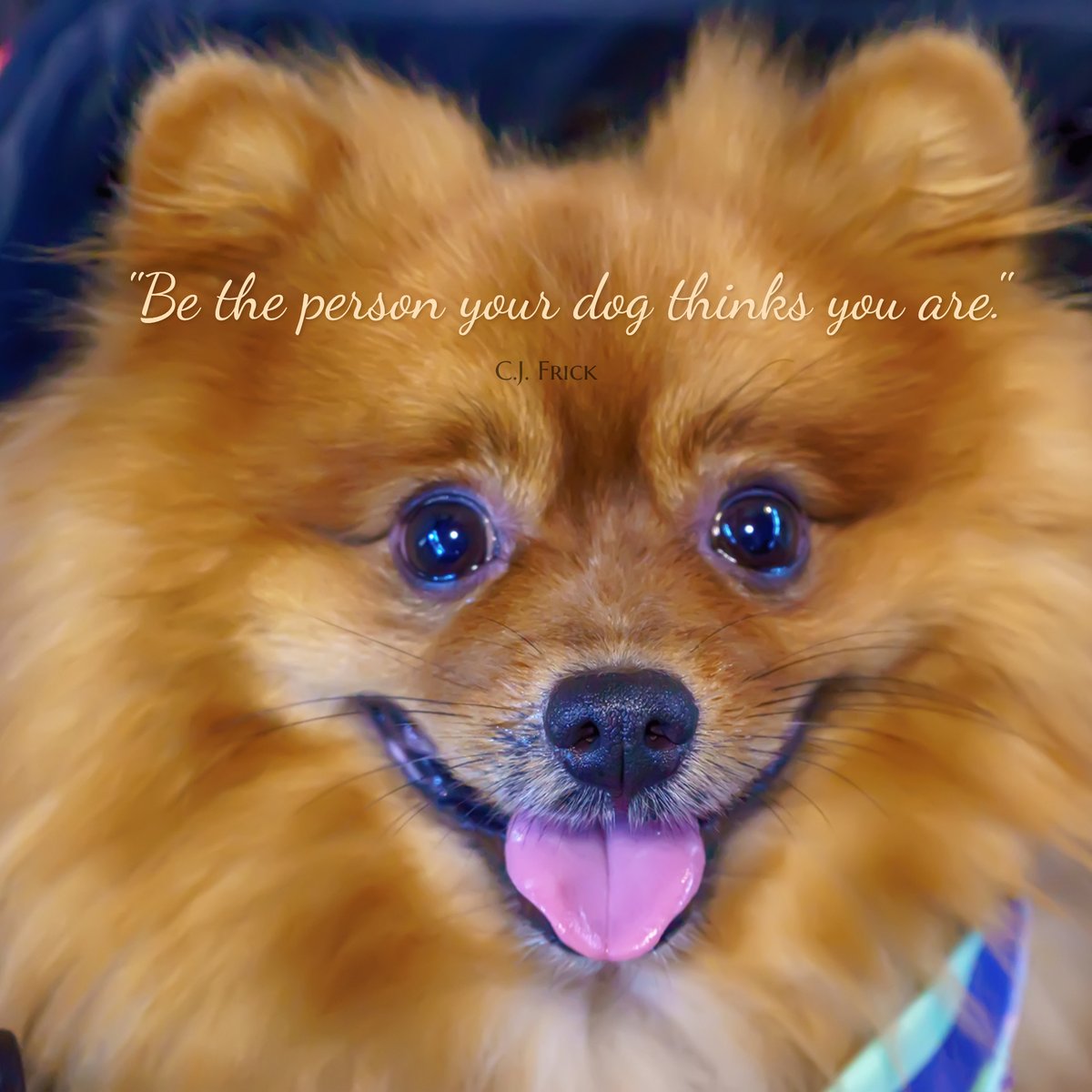 coffeeandpuppy's tweet image. "Be the person your dog thinks you are." ~ C.J. Frick #quotes  #CoffeePuppy #CookingForDogs #DogChef #PetChef #อาหารสุนัข #อาหารน้องหมา