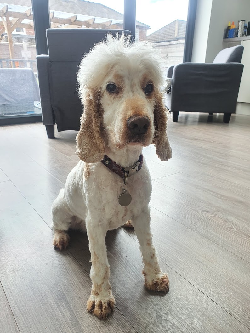 1st haircut in 5 months, much needed but keeping lockdown head hair for the time being #cockerspaniel #dogsoftwitter #LockdownHair