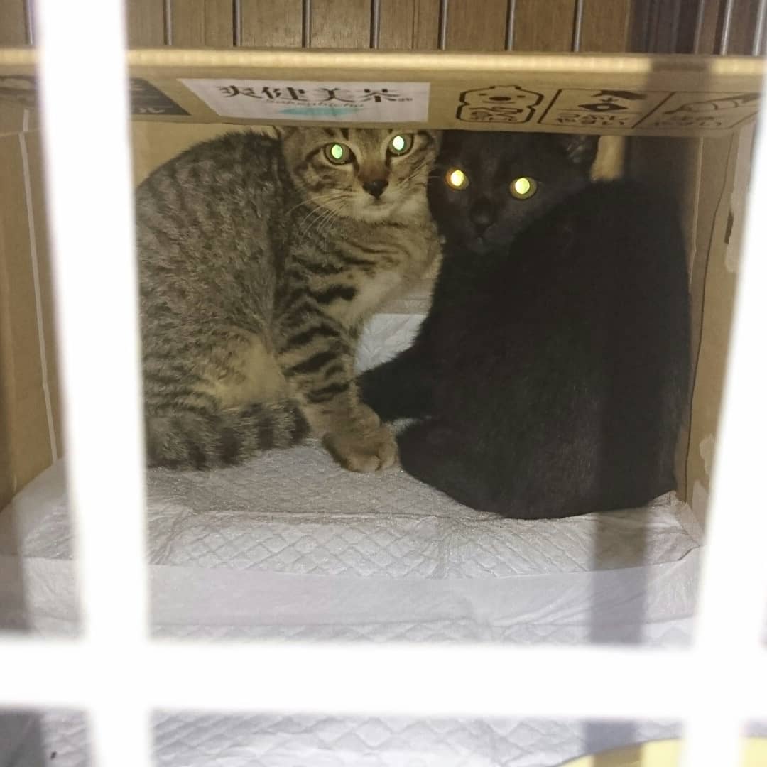 三重県猫里親募集