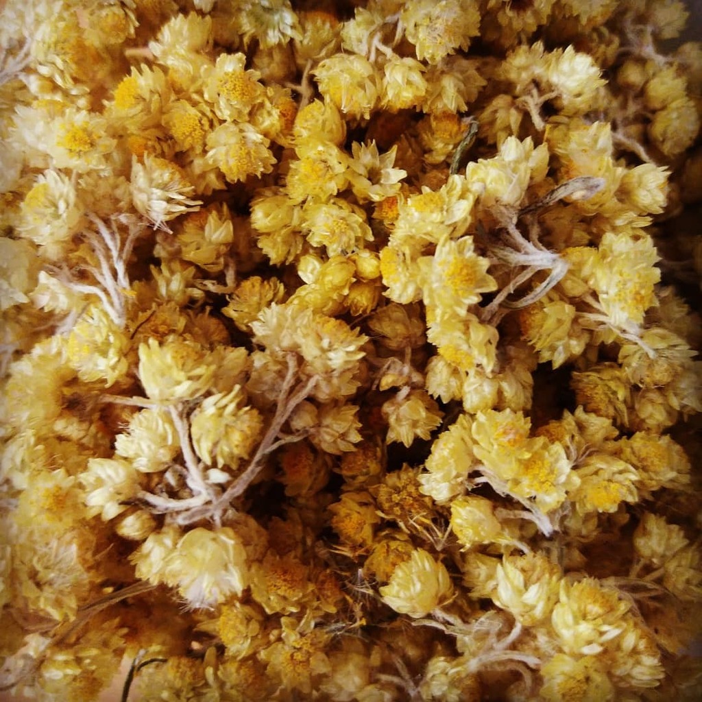 Druida41934908's tweet photo. #sempreviva #helichrysumstoechas #sempervivum ##alchemist #alquimia #wicca #pagan #herbes #olisessencials #essentialsoils #apothecary #potions #magical #medecine #herbesmedicinals #druidaemporda #herbesremeieres https://t.co/dZFkraWVUh