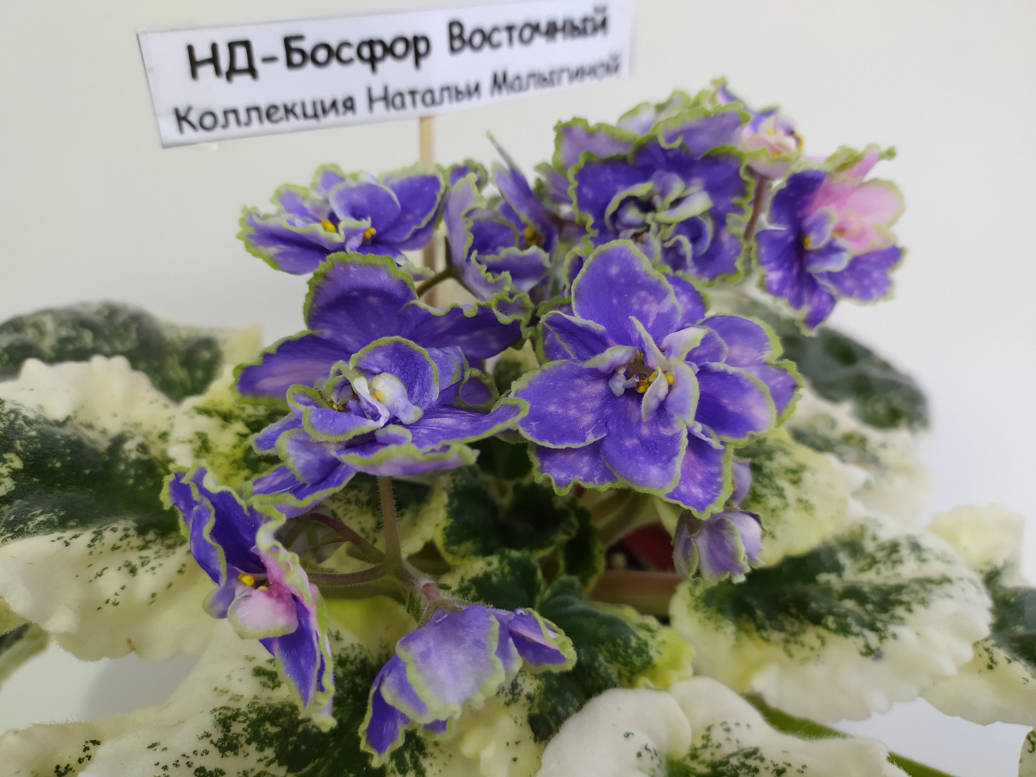 Фиалка взаимные чувства. Нк мильфей фиалка. Фиалка взаимные чувства. Фиалка взаимные чувства. Фиалки ав фиалковод.