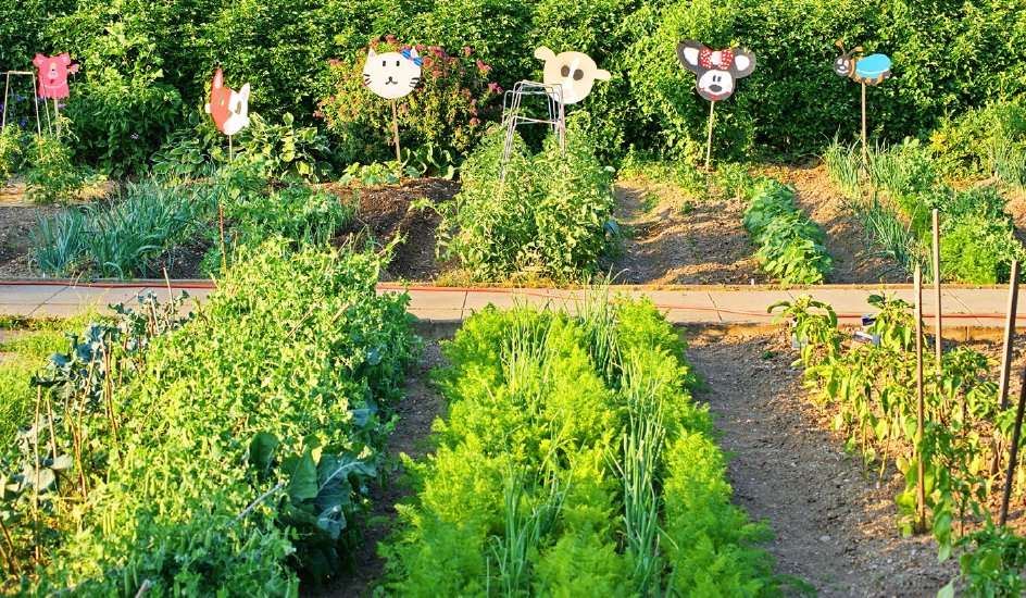 CEEIN4u's tweet image. The Association for Environmental &amp;amp; Outdoor Education and the North American Association for Environmental Education release their recommended strategies for using outdoor learning and environmental education as tools to safely reopen schools. drive.google.com/file/d/1UZYduc…