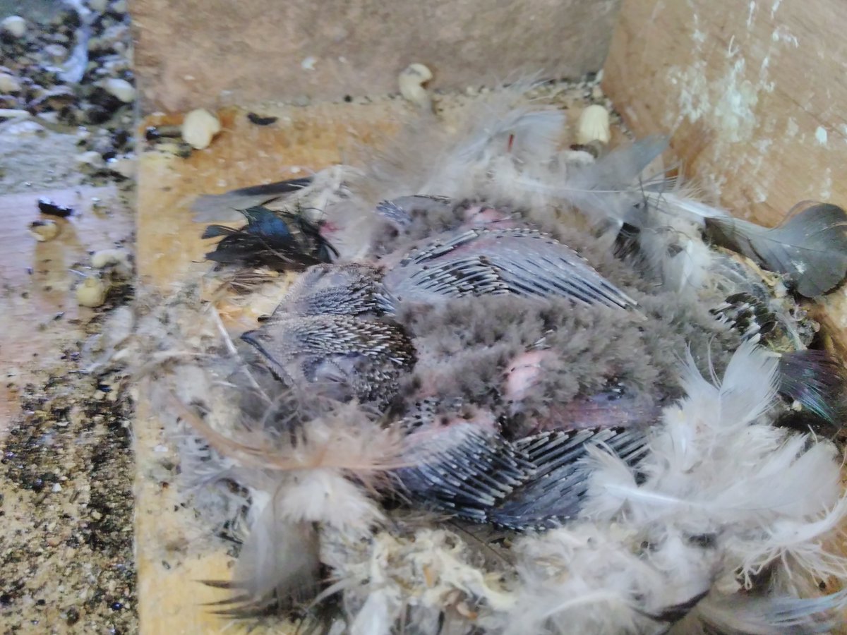 BerryMulligan's tweet image. Young swifts can survive without food for a few days, lapsing in to a torpid state, helping them survive bad weather when food is scarce. Most baby birds can’t do this. #SwiftFact @swiftsweek Swift chicks are also very ugly. I just snapped these 2 in our loft, our first chicks!