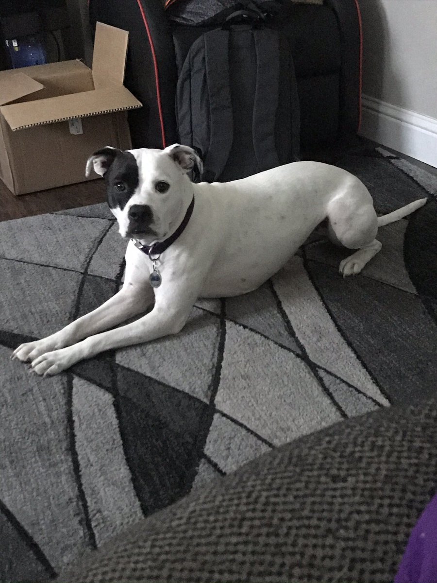 troubletucker's tweet photo. Two years ago I was woken up to my sister telling me someone tried to steal my baby. Some girl stopped in the middle of the road and picked her up.If it wasn’t for my sister yelling her name  and being outside with her, I would have probably never seen my baby again. https://t.co/nJvKsqtIE7
