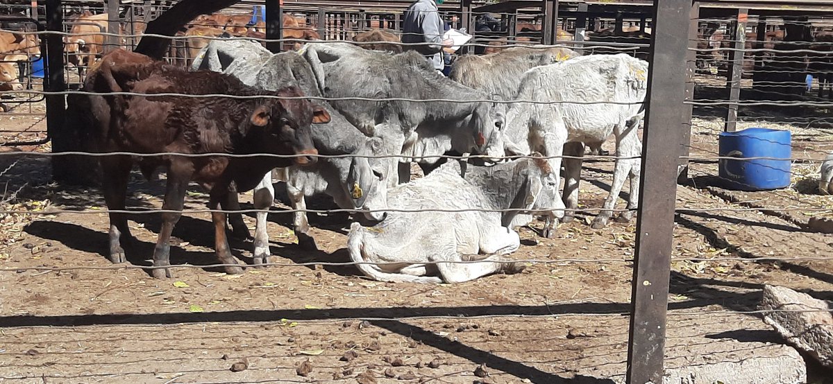 geryusuwaba's tweet photo. Scenes from today's CC Sales Mt Hampden Harare. @basera_john  @JohnMuchenje4  @websterm001  @Fifi_dvc https://t.co/IEhEgGTh4d