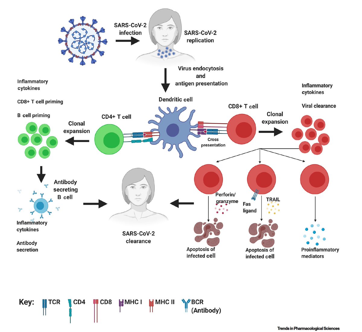 When we don't measure important stuff.A thread about the immune response to  #SARSCoV21. Since serology/IgG can be readily measured, this is what is conventionally used to assess an individual's responseThat's a very incomplete picture https://www.cell.com/trends/pharmacological-sciences/pdf/S0165-6147(20)30130-9.pdf?_returnURL=https%3A%2F%2Flinkinghub.elsevier.com%2Fretrieve%2Fpii%2FS0165614720301309%3Fshowall%3Dtrue