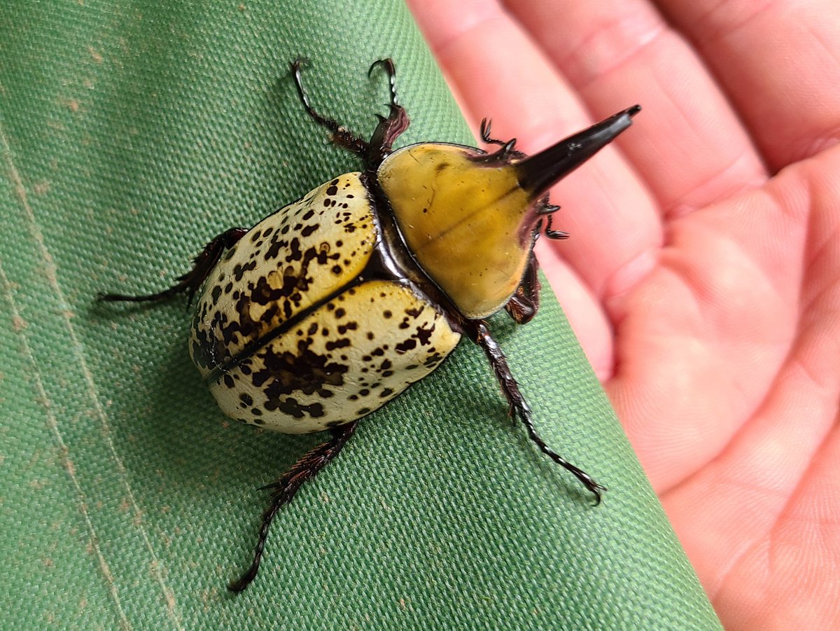 Just found a baby Hercules Beetle! Hope this photo doesn't bug you