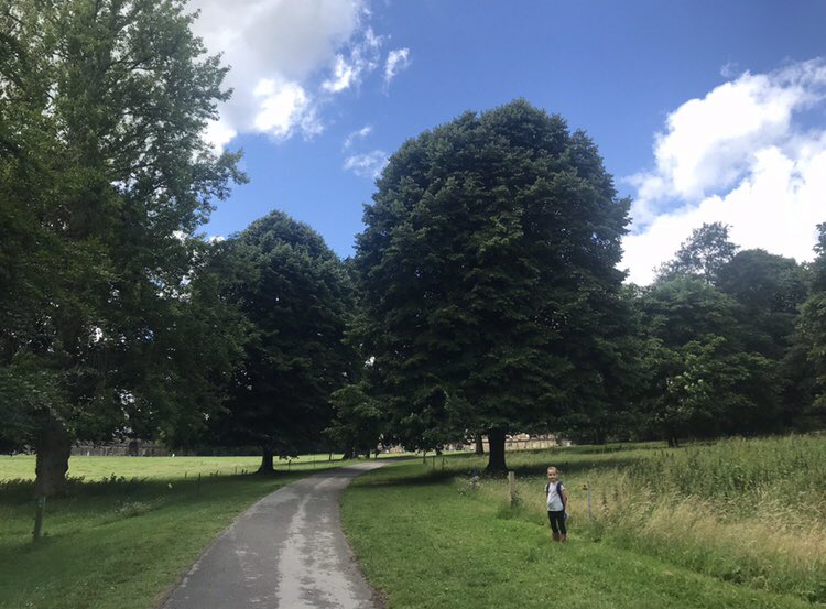 LisaDMills's tweet photo. @MWISClass7 Violet enjoyed collecting different leaves from the big trees. She sorted them, ticked them off on the sheet and then made a collage! 🍀🌳🌿 https://t.co/ZC229BLzPq