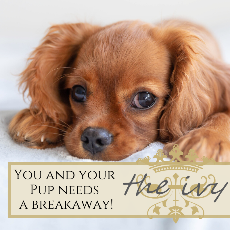 The lockdown has been rough on the whole family, including your four-legged kids. Book your apartment at R1500 per night for up to 4 people. Book your getaway on info@theivyapartments.co.za or 021 876 2957.

#franschhoek #dogfriendly #visitfranschhoek #openforbusiness