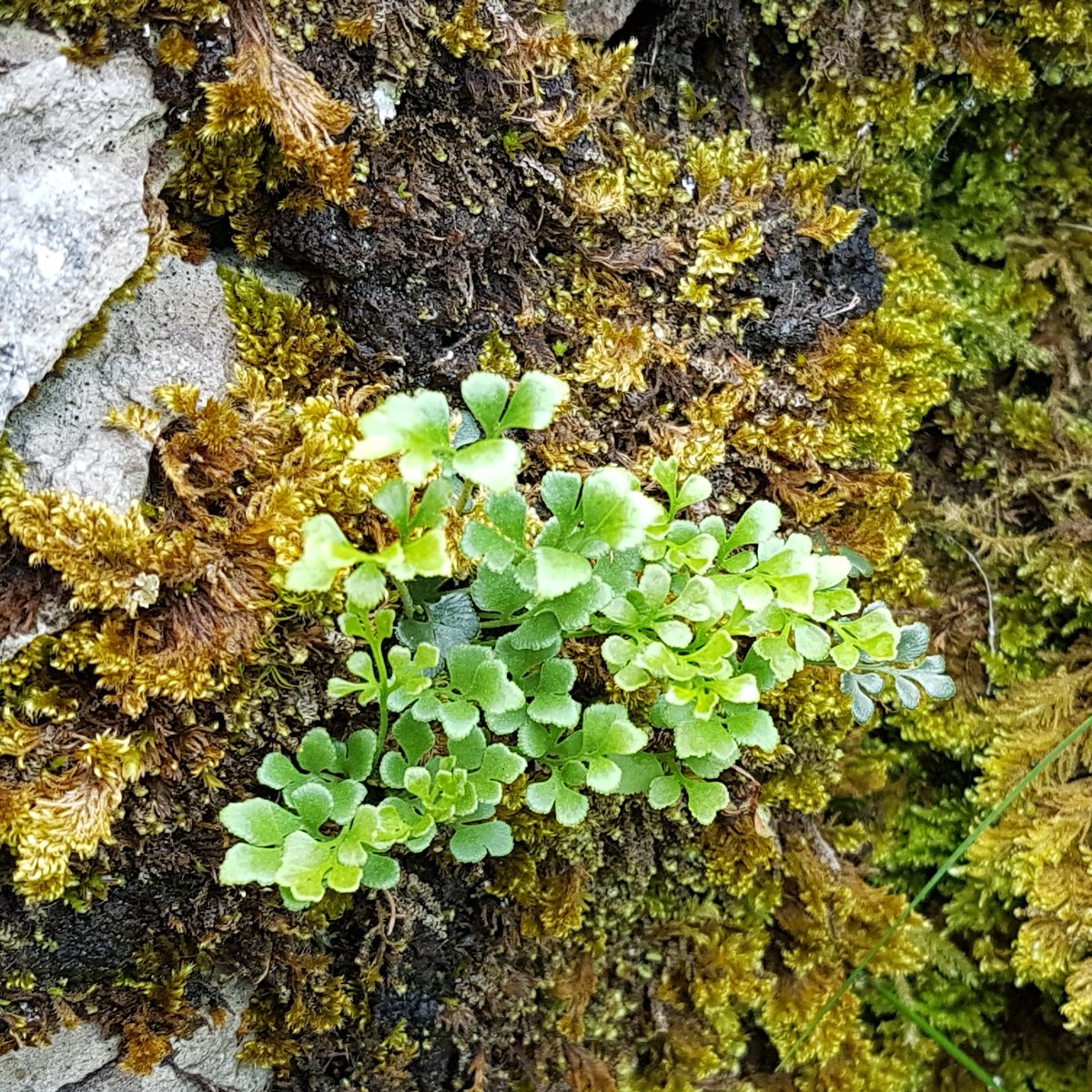 TRobD14's tweet photo. #ferns among the #grikes #Twistleton #YorkshireDales @YDS35 @3PeaksYorkshire https://t.co/xfxiAZr1Ra