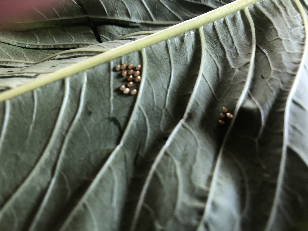 Katemessner There Are Tiny Golden Eggs On Some Of The Kale Leaves From Our Farm Share Today Am Hoping That Tiny Golden Geese Will Emerge Soon T Co Bnhtl6hmwx