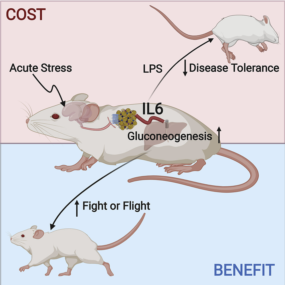 CellCellPress's tweet photo. Online now! A mechanistic understanding of the #origin and #adaptive function of IL-6 in #acute #stress https://t.co/EIDUvGNIwM https://t.co/stRUSUrkQG