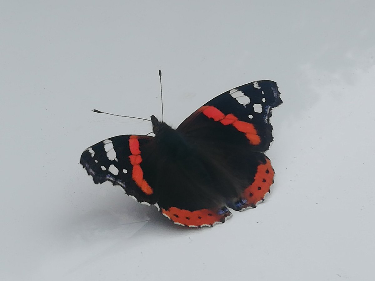 Will Crawford tweet media