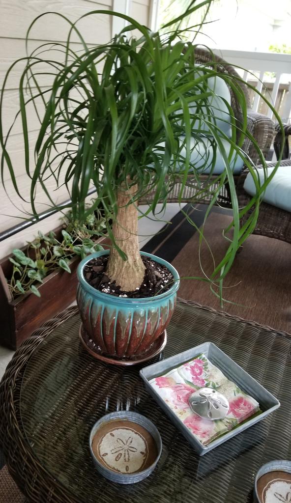ktaylorauthor's tweet photo. Picked up a new pony tail palm. Fingers crossed.#wednesdaymorning #amwriting #TwoMinusOne https://t.co/7s5Yv9M8Iv