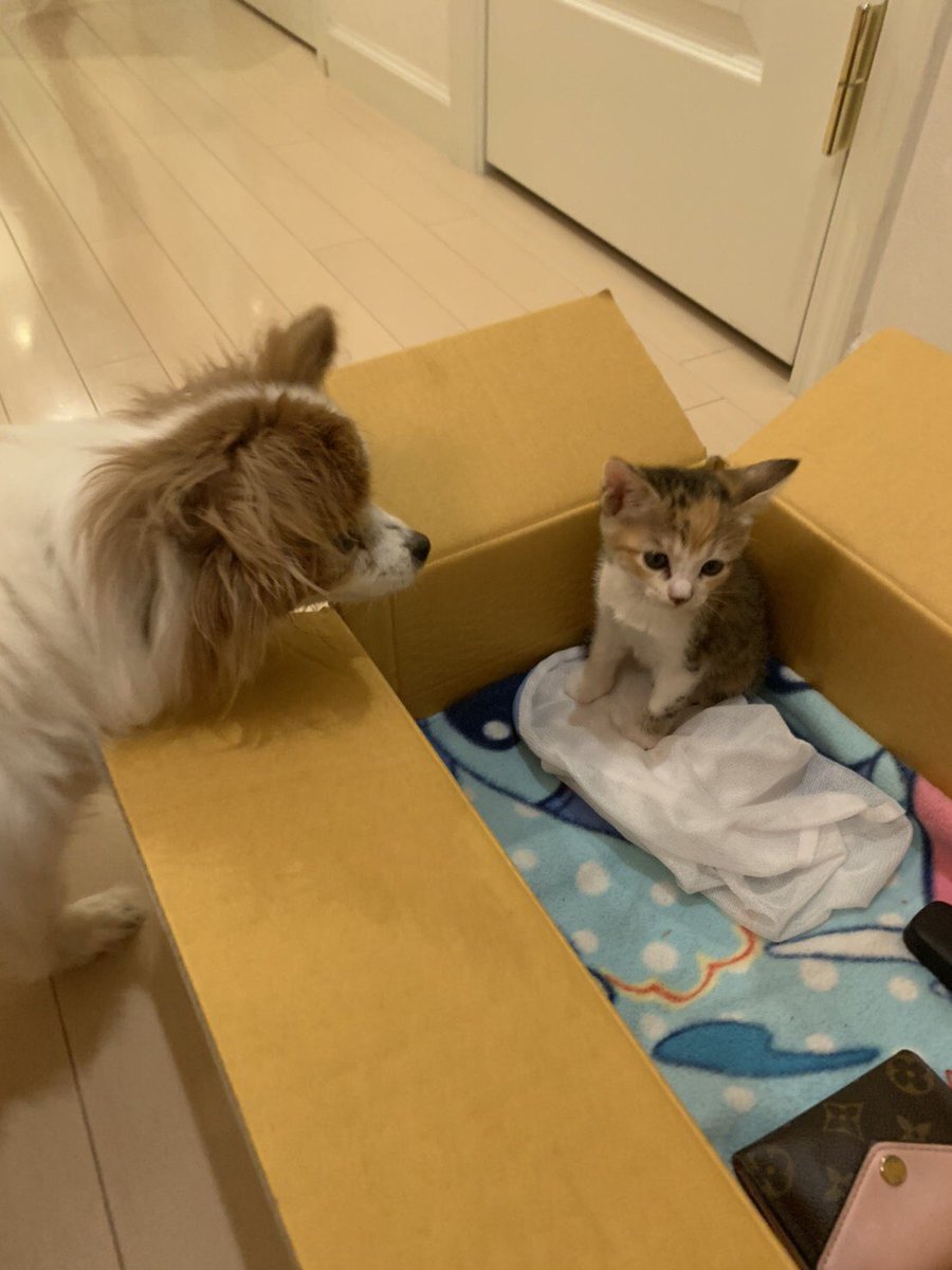 ssssassssa6's tweet photo. 誰かこの子猫引き取って頂けないでしょうか？知り合いが引き取り主探してて！

#猫 #子猫 https://t.co/QugpoZvaaK