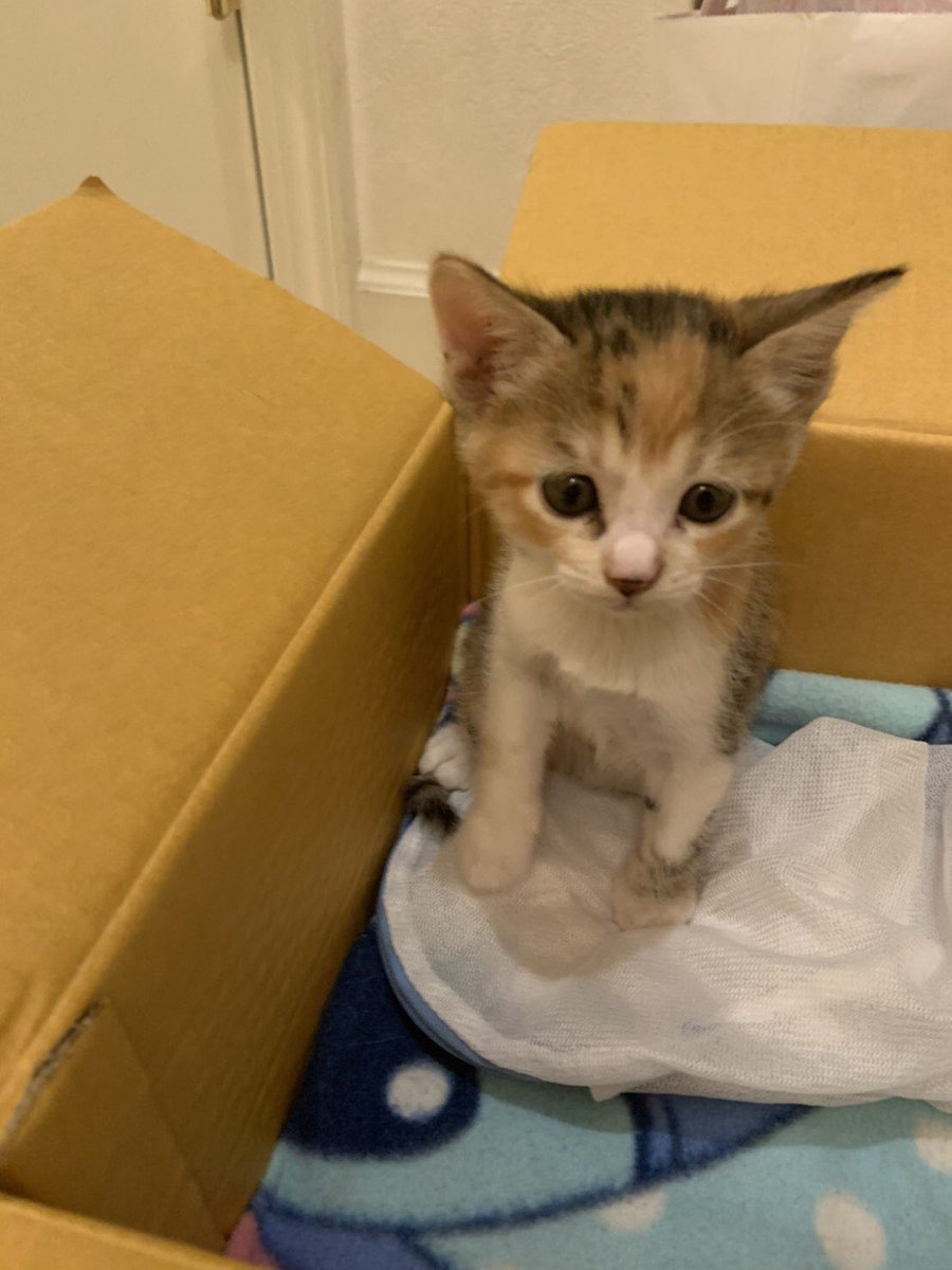 ssssassssa6's tweet photo. 誰かこの子猫引き取って頂けないでしょうか？知り合いが引き取り主探してて！

#猫 #子猫 https://t.co/QugpoZvaaK