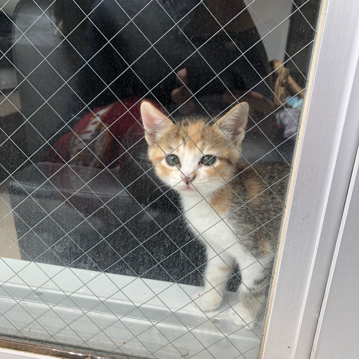 ssssassssa6's tweet photo. 誰かこの子猫引き取って頂けないでしょうか？知り合いが引き取り主探してて！

#猫 #子猫 https://t.co/QugpoZvaaK