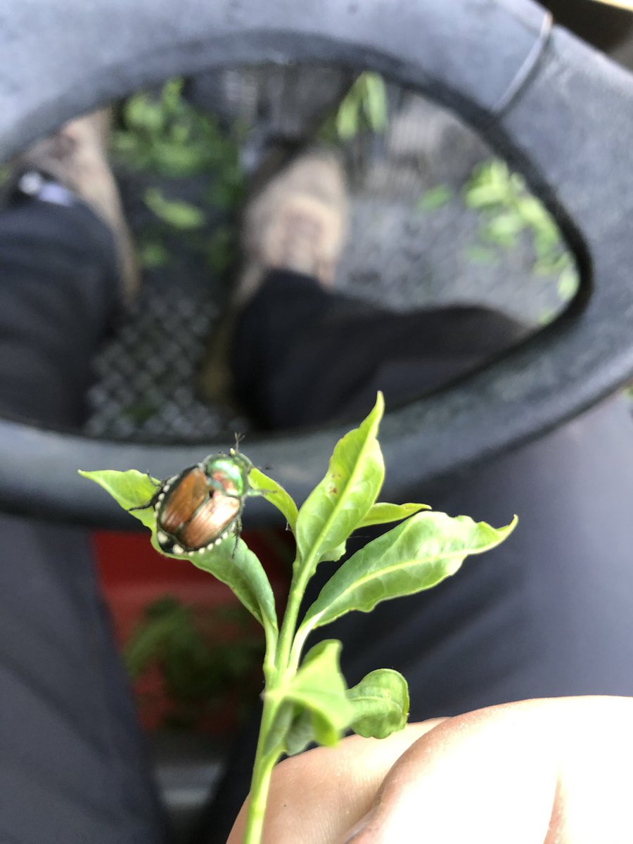 Japanese Beetle season has started