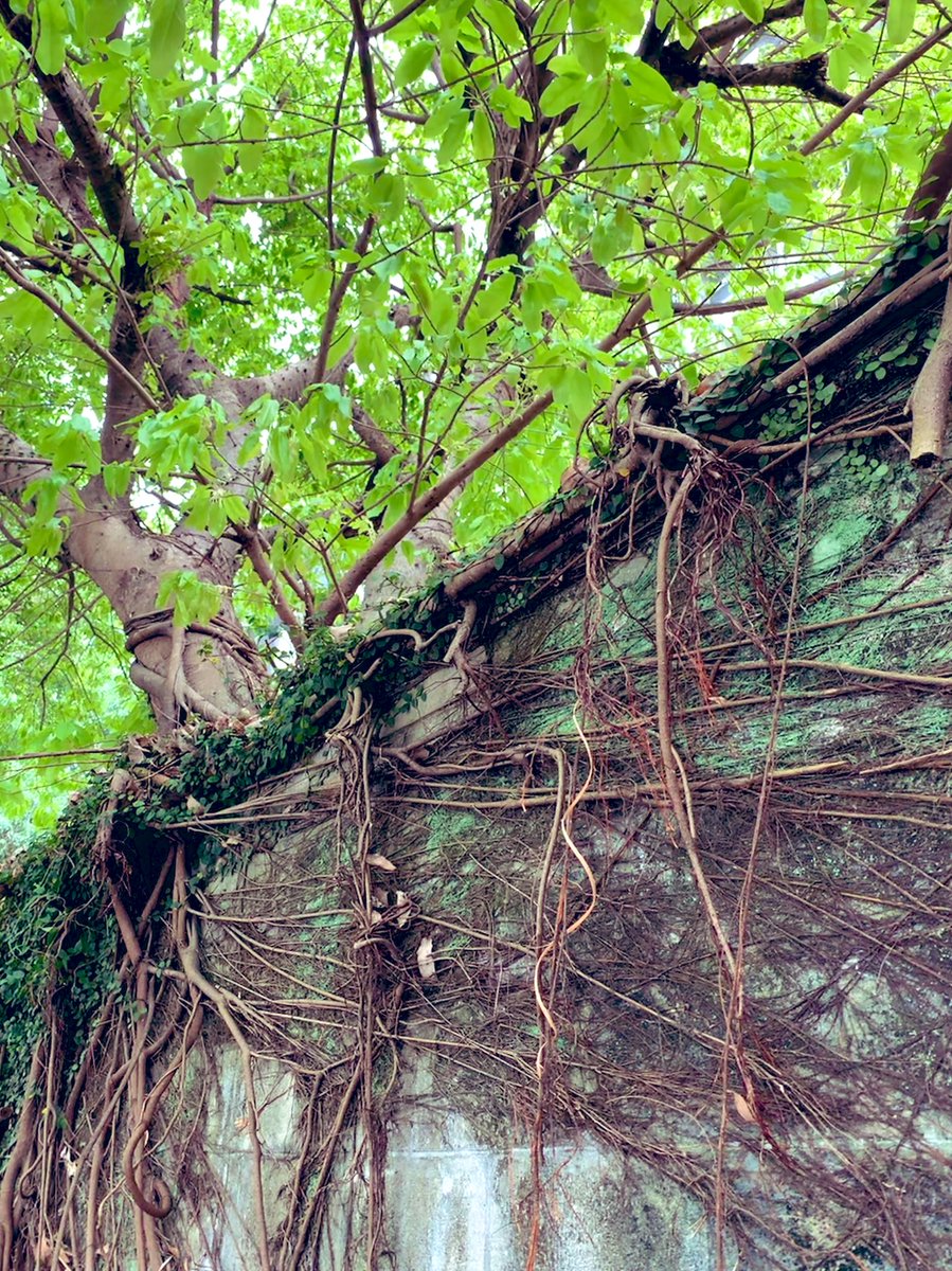 zoe51089903's tweet photo. For everyone
Nature's vitalityππΏπ³
#ChangeTheWordWithConscience #nature #tree https://t.co/DAJyjq8uWQ