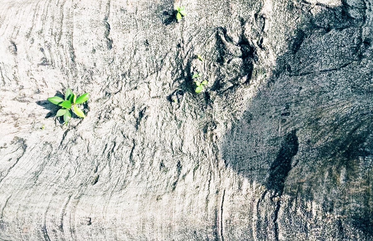 zoe51089903's tweet photo. For everyone
Nature's vitalityππΏπ³
#ChangeTheWordWithConscience #nature #tree https://t.co/DAJyjq8uWQ