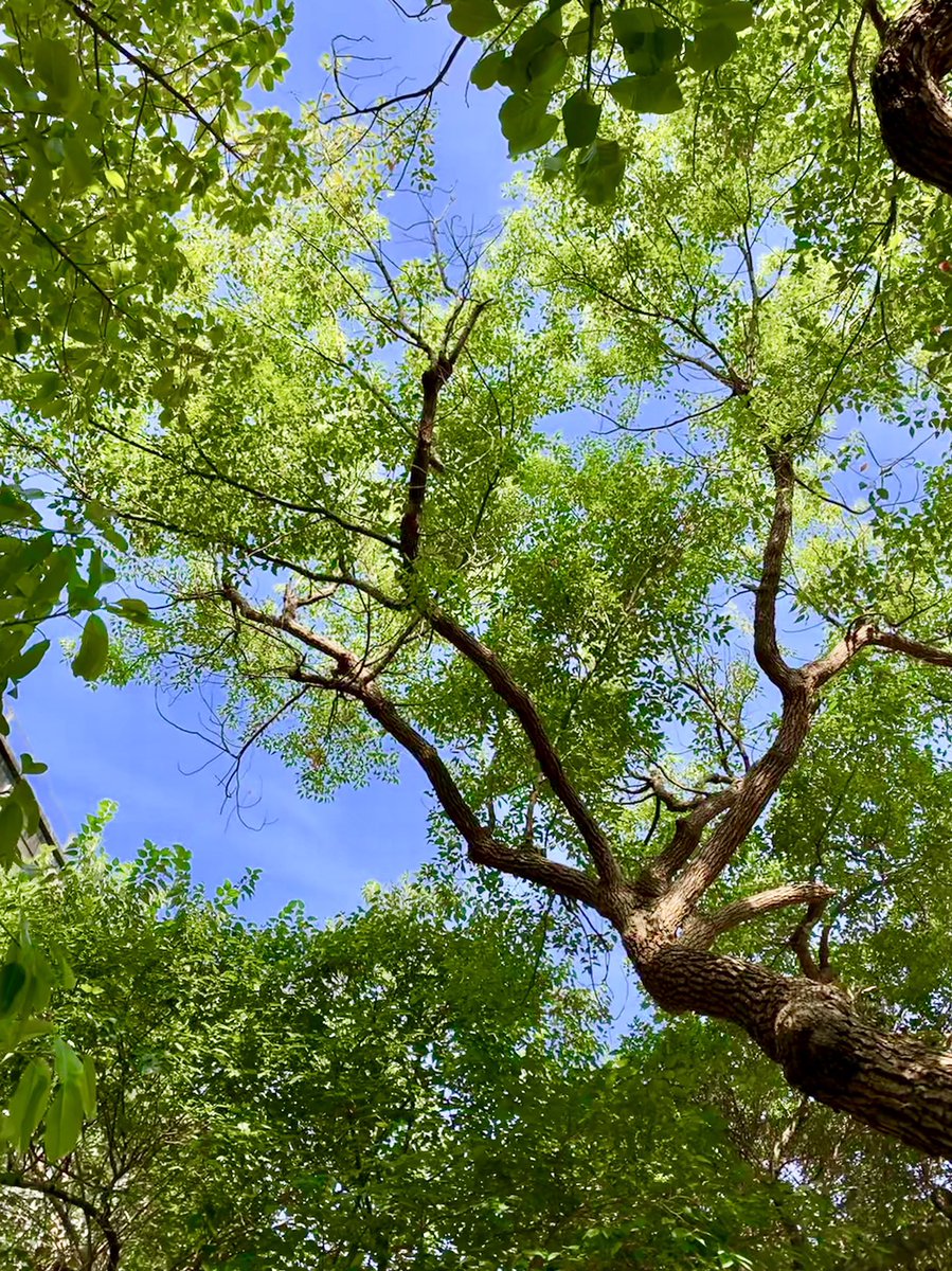 zoe51089903's tweet photo. For everyone
Nature's vitalityππΏπ³
#ChangeTheWordWithConscience #nature #tree https://t.co/DAJyjq8uWQ
