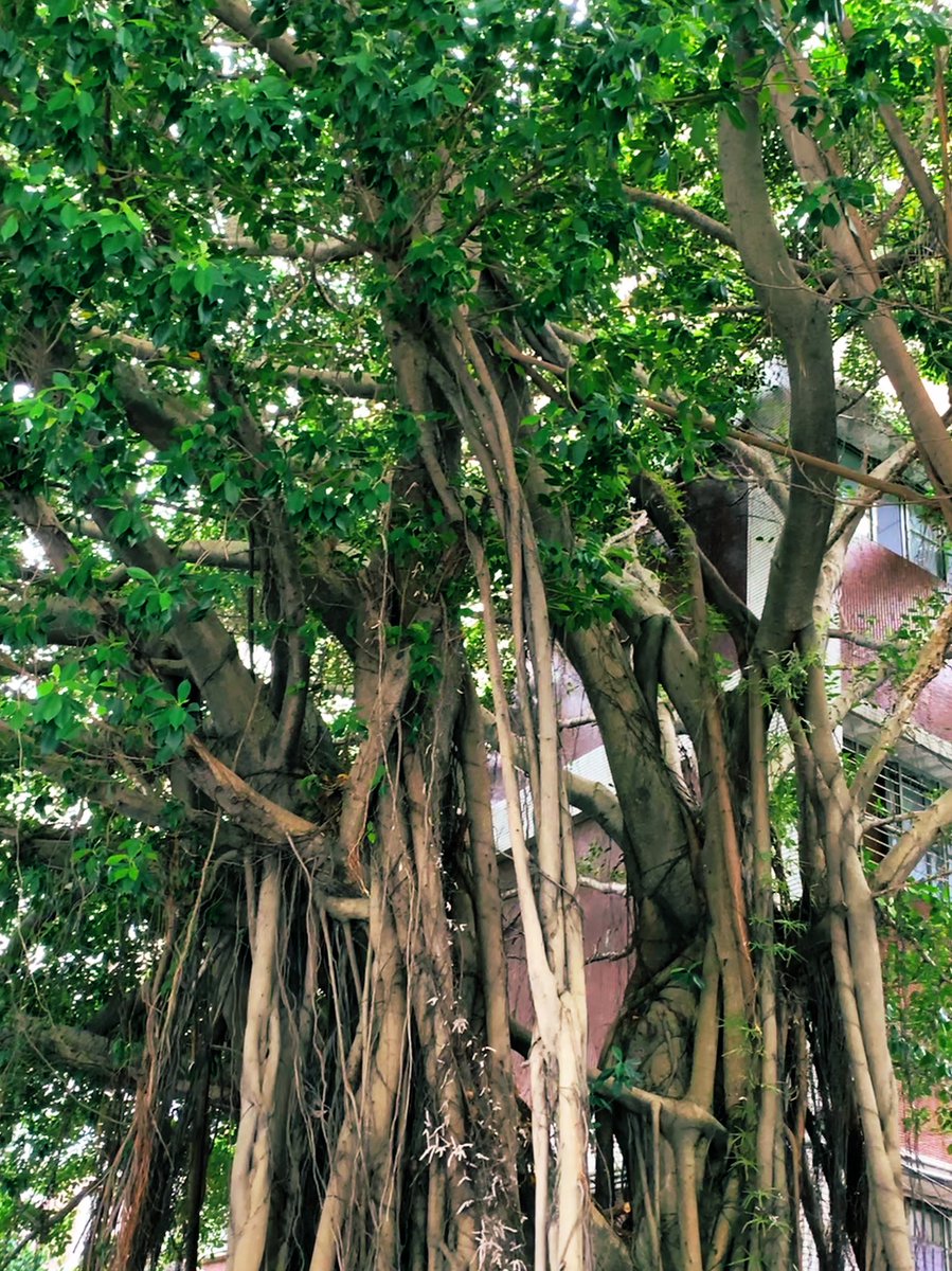 zoe51089903's tweet photo. For everyone
Nature's vitalityππΏπ³
#ChangeTheWordWithConscience #nature #tree https://t.co/DAJyjq8uWQ
