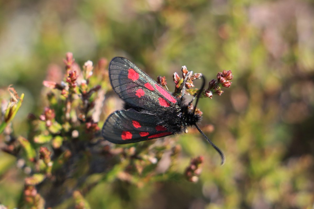 Mar Lodge Estate National Nature Reserve NTS tweet media