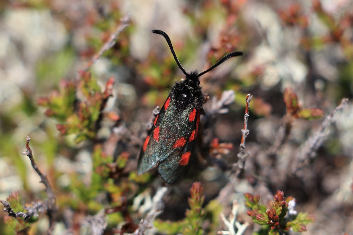 Mar Lodge Estate National Nature Reserve NTS tweet media