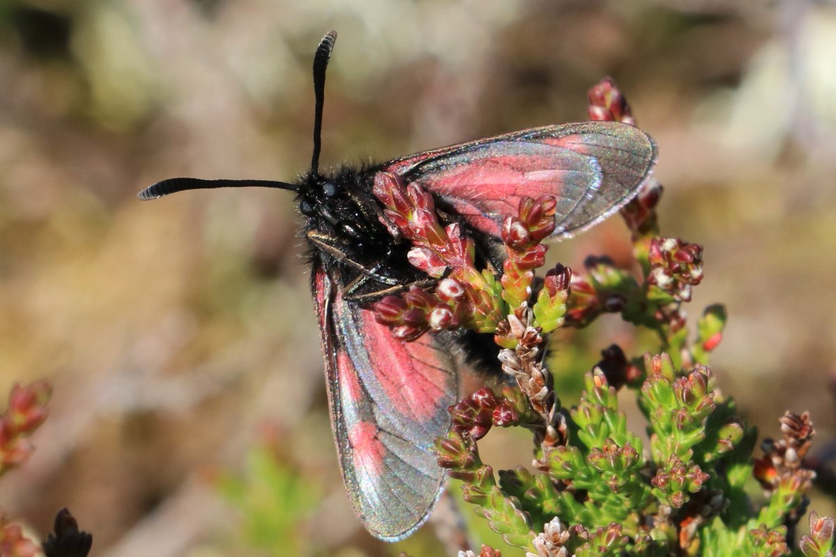 Mar Lodge Estate National Nature Reserve NTS (@marlodgents) on Twitter photo The Scotch Burnet moth is only known from a few sites in the Eastern Cairngorms including one hill <a href="/MarLodgeNTS/">Mar Lodge Estate National Nature Reserve NTS</a> where these photos were taken last week. Please let us know if you ever spot this species while walking on the estate.
<a href="/N_T_S/">National Trust for Scotland</a>
@CNPnature
<a href="/savebutterflies/">Butterfly Conservation 🦋</a>
<a href="/ukmoths/">Ian Kimber</a> The Scotch Burnet moth is only known from a few sites in the Eastern Cairngorms including one hill <a href="/MarLodgeNTS/">Mar Lodge Estate National Nature Reserve NTS</a> where these photos were taken last week. Please let us know if you ever spot this species while walking on the estate.
<a href="/N_T_S/">National Trust for Scotland</a>
@CNPnature
<a href="/savebutterflies/">Butterfly Conservation 🦋</a>
<a href="/ukmoths/">Ian Kimber</a>