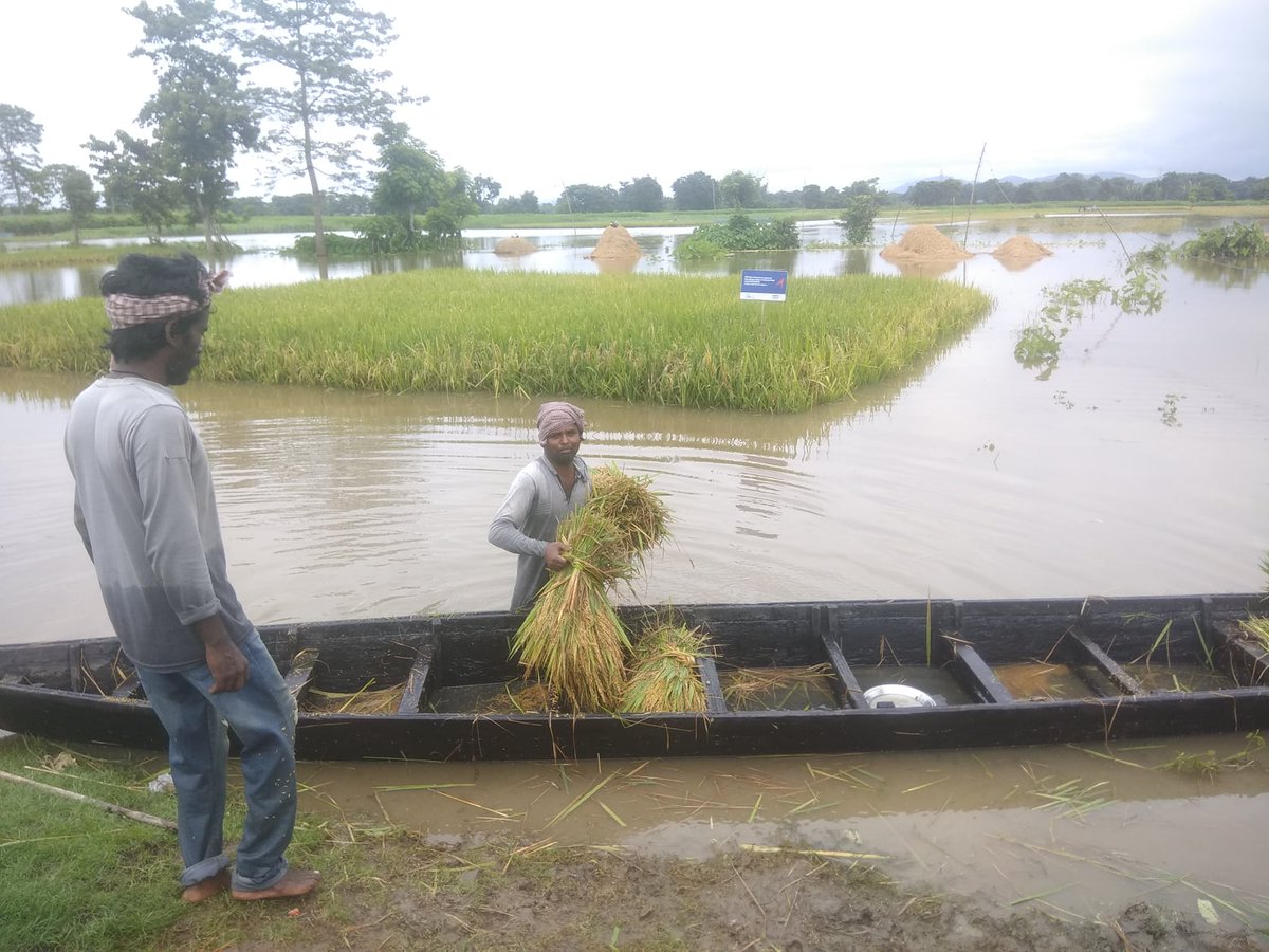 "When the Going gets Tough, the Tough Get Going."
[In pic: FXBIS assisted small &amp; marginal farmers using boats to cut paddy harvest in the monsoon flooded rice fields at our intervention district Kamrup in Assam]
#wednesdaywisdom @FXBIntl <a href="/HDFCBankCSR/">HDFC Bank Parivartan</a>