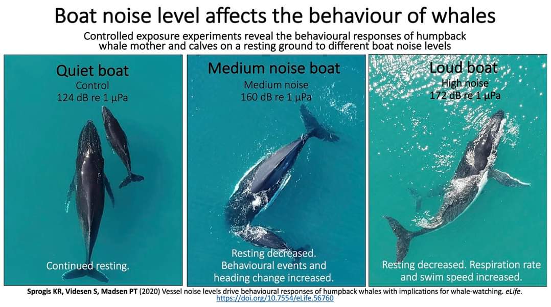 Whale watching is a multi-billion $ industry worldwide, & has developed into a very successful & much needed non-invasive commercial alternative to whaling. However, mounting evidence suggests that short term behavioral responses can translate into fitness consequences...(1/n)