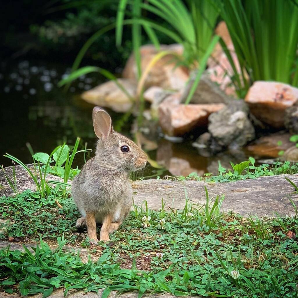 danwashburn's tweet photo. Eastern cottontail. Sylvilagus floridanus. 7/1/2020 https://t.co/iW3GjqGSo2 https://t.co/LonR5isK1v