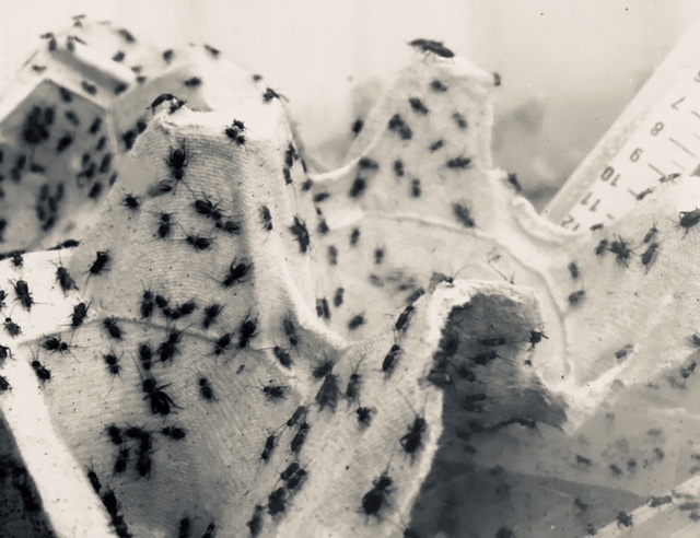CristinaTuni's tweet photo. Our crickets made it to the F6 - amazing work @MagdalenaMatzke! #experimentalevolution #bimac https://t.co/VhFVGlIdHb