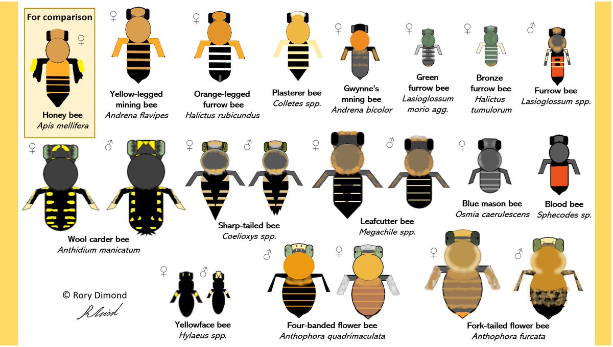It's mid #solitarybeeweek so about time I shared the graphic guide to summer solitary bees I've been working on! These are common and distinctive species and genera you can see in the UK from June to August (just a tiny portion of all the species on the wing) @SolitaryBeeWeek