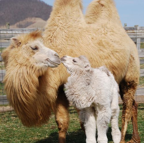 CIG_HQ's tweet photo. Happy "HUMP DAY"! Camel fun facts-
- 1-humped camels are called “dromedary” camels &amp; 2-humped are called Bactrian camels.
- Camels have 3 sets of eyelids &amp; two rows of eyelashes
- They drink up to 40 gallons of water in one go
-  They can carry up to 900 lbs. for 25 miles a day https://t.co/0SD3BgHqHe