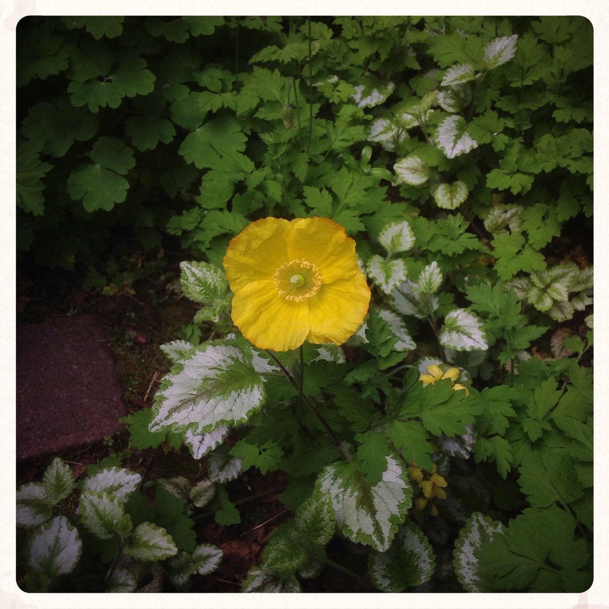 Hal_Duncan's tweet photo. Day 109 of #100DaysOfPlants and W is for Welsh poppy, a self-seeding shade-happy mainstay of #Rakesden. I'm not sure they weren't previously limited to Smolsneuk, but I'm good with them spreading. Albeit a bit disappointed to have seen no germination on seed sown for orange ones. https://t.co/xQlI0frJyp
