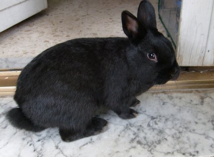 WhatisLove031's tweet photo. "Rabbits are excellent pets: curious, cheerful and of mild pretensions, they require only a little attention and a pinch of concern for their needs "
(Monika Wegler)
#thoughtoftheday #animals #nature #sweete #GooglePhotos #photography #gt #dwarfrabbit https://t.co/Kgclxacixv