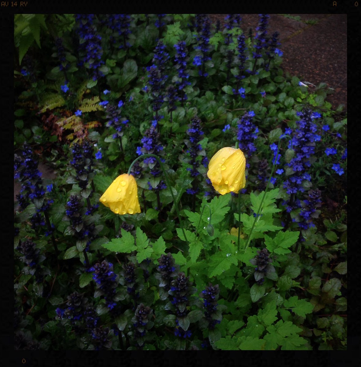 Hal_Duncan's tweet photo. Day 109 of #100DaysOfPlants and W is for Welsh poppy, a self-seeding shade-happy mainstay of #Rakesden. I'm not sure they weren't previously limited to Smolsneuk, but I'm good with them spreading. Albeit a bit disappointed to have seen no germination on seed sown for orange ones. https://t.co/xQlI0frJyp
