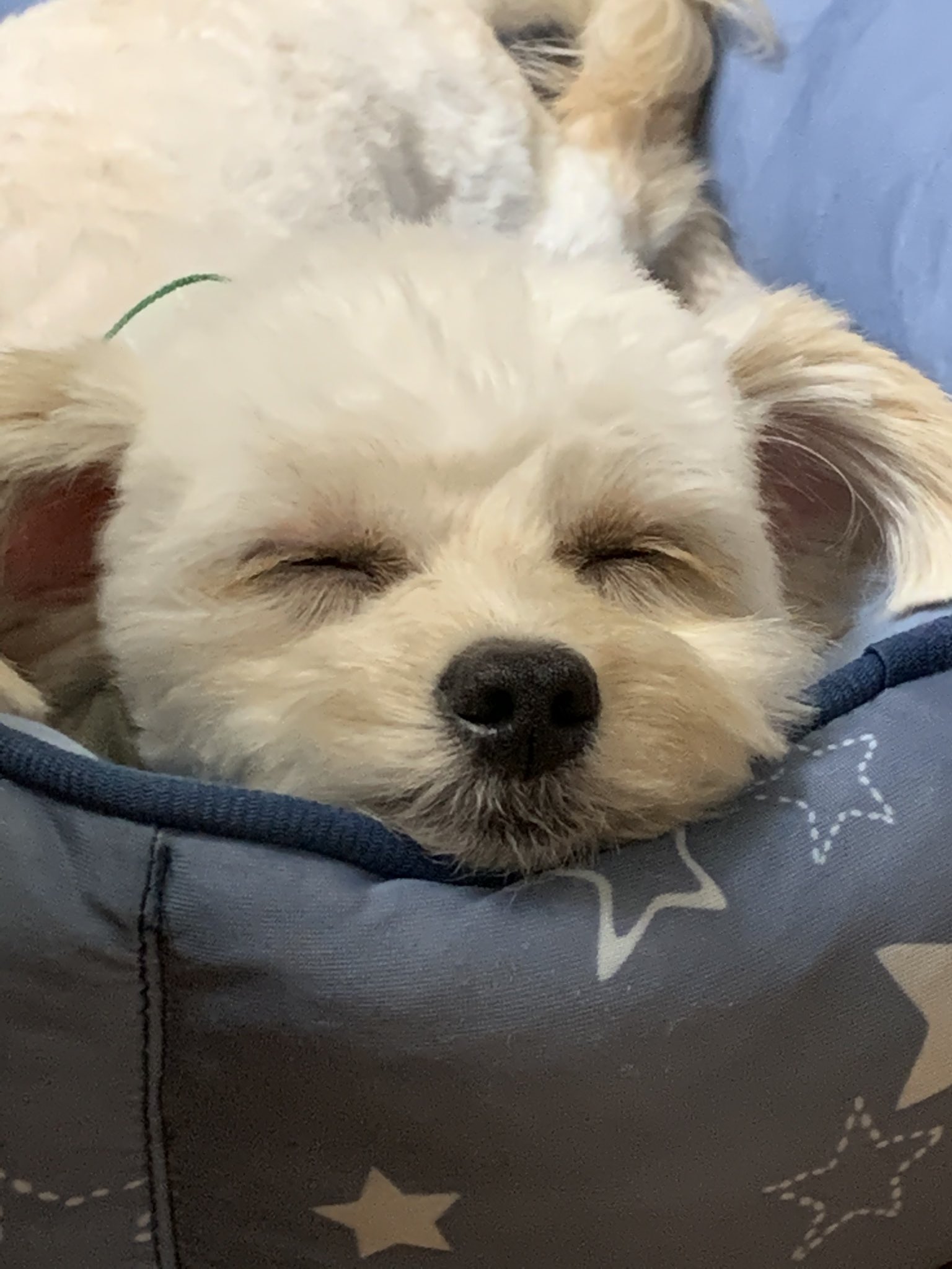 犬散髪 Twitter Search Twitter