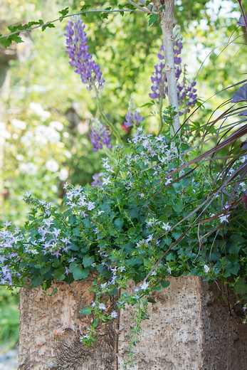 Met vaste planten in potten en bakken geef je een persoonlijke toets aan je balkon of (dak)terras. im.nu/27baqj

#balkon #terras #instagarden #gardens #urbangardening #vasteplant #hardyplants #gardenlove #groenmaaktgelukkig #tuinieren #vasteplanten #gardening