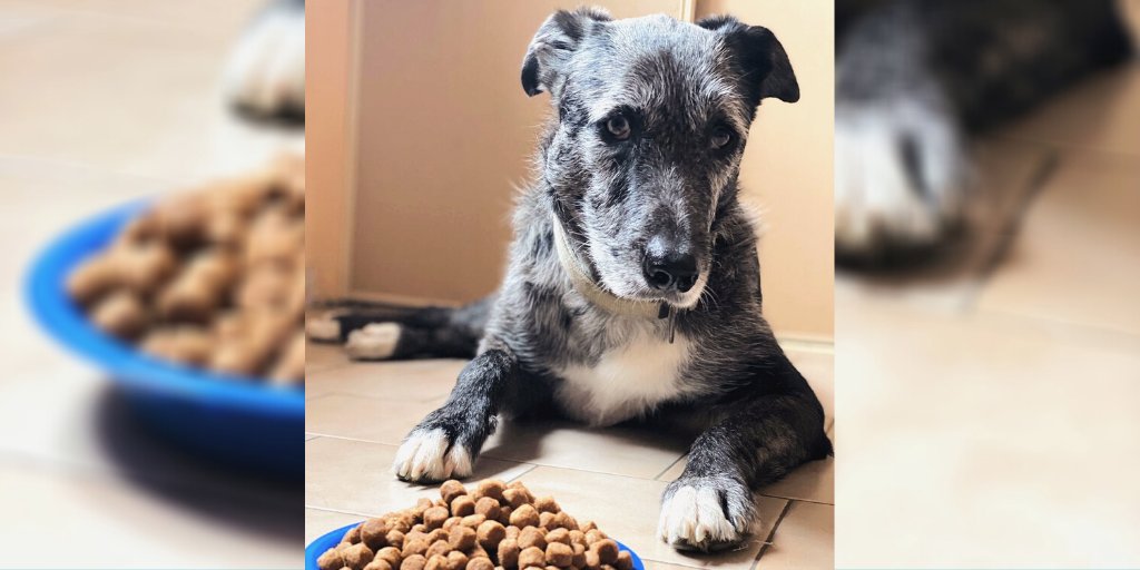 LoveDogs_fr's tweet photo. Conseillées par notre vétérinaire, nous donnons à #NoLo des croquettes spécifiques adaptées à sa morphologie, riches en nutriments et en acides gras Oméga-3 pour qu'il reste au top de sa forme ! 🐺🦴💪

#lovedogs https://t.co/TGMcetEcht