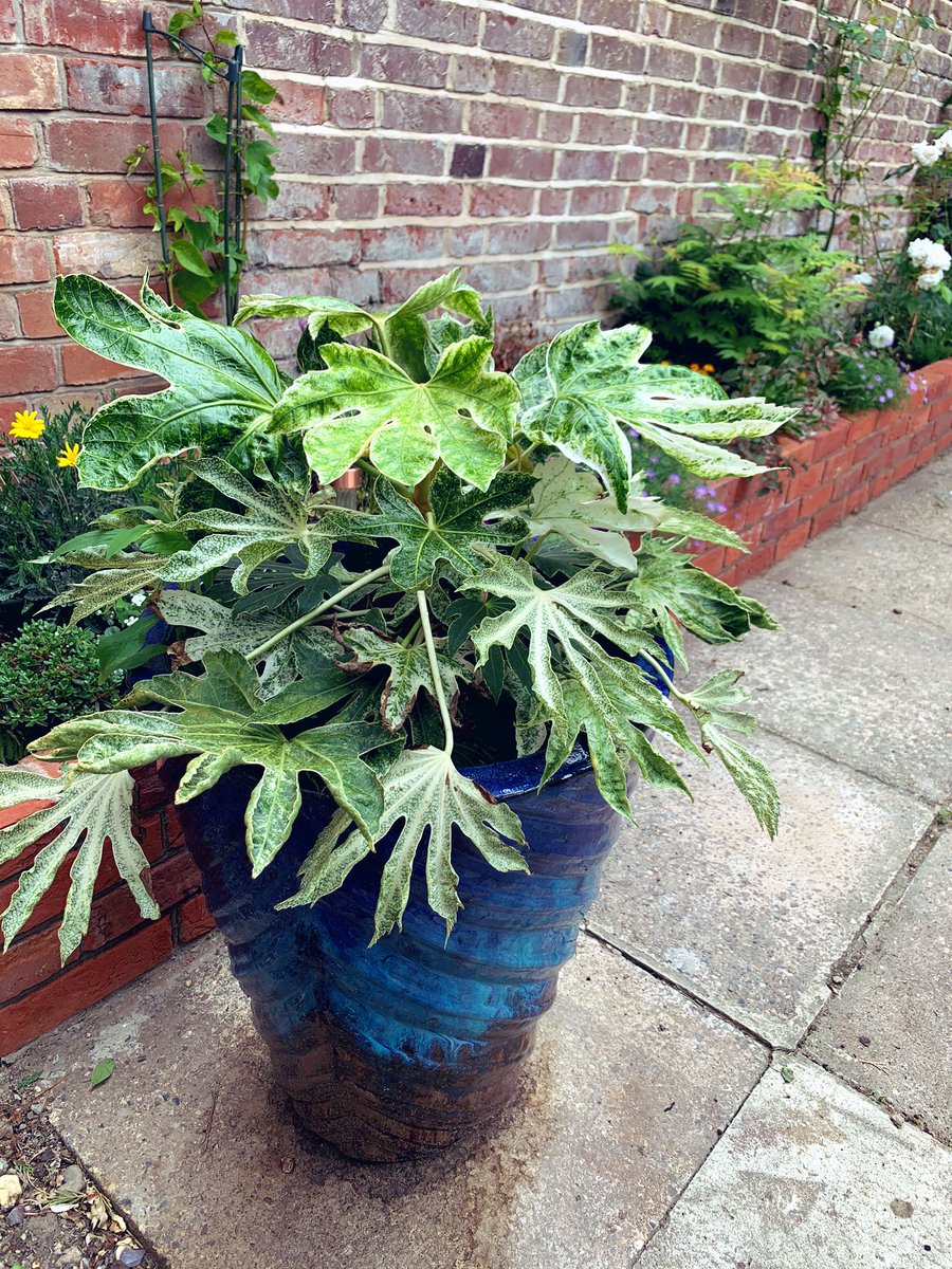 Lockdown has done wonders for the garden 😅