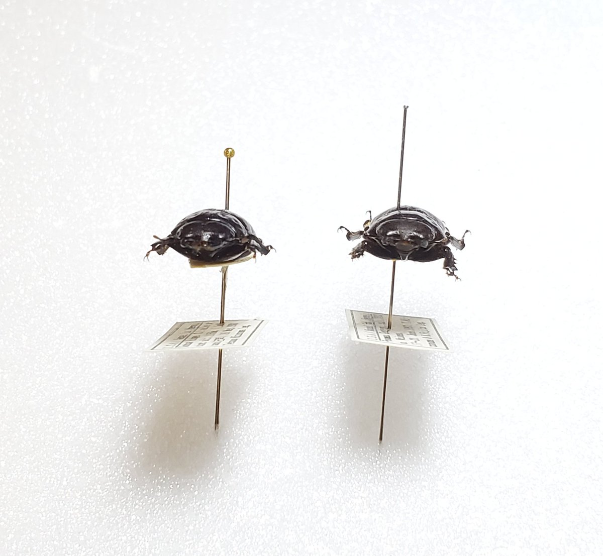 Apterocyclus waterhousei ウォーターハウスハワイハネナシクワガタ 左