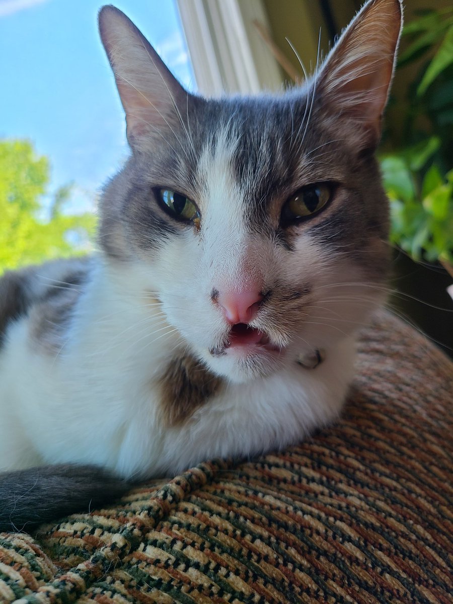 Patchie Cat tweet media