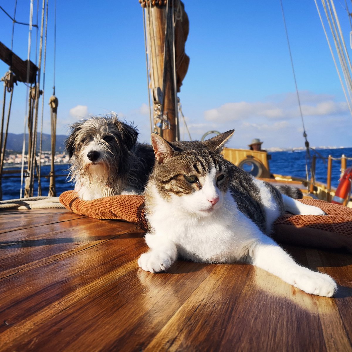 sergibasoli's tweet photo. Finally they sail together 😸🐶
________
Finalmente navegan juntos 🐶😸

#maralavista 
#sailordog
#sailorcat https://t.co/KQXmluX1Kf