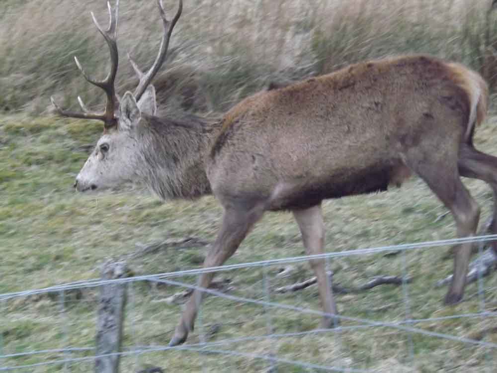 But Gould's notes (written in the margins of his own copy) show that he wished he'd never included the sighting in his book: he thought they'd seen a group of bounding deer cross the road as a mass (deer are common near  #LochNess). I covered this in my 2017 Hunting Monsters...