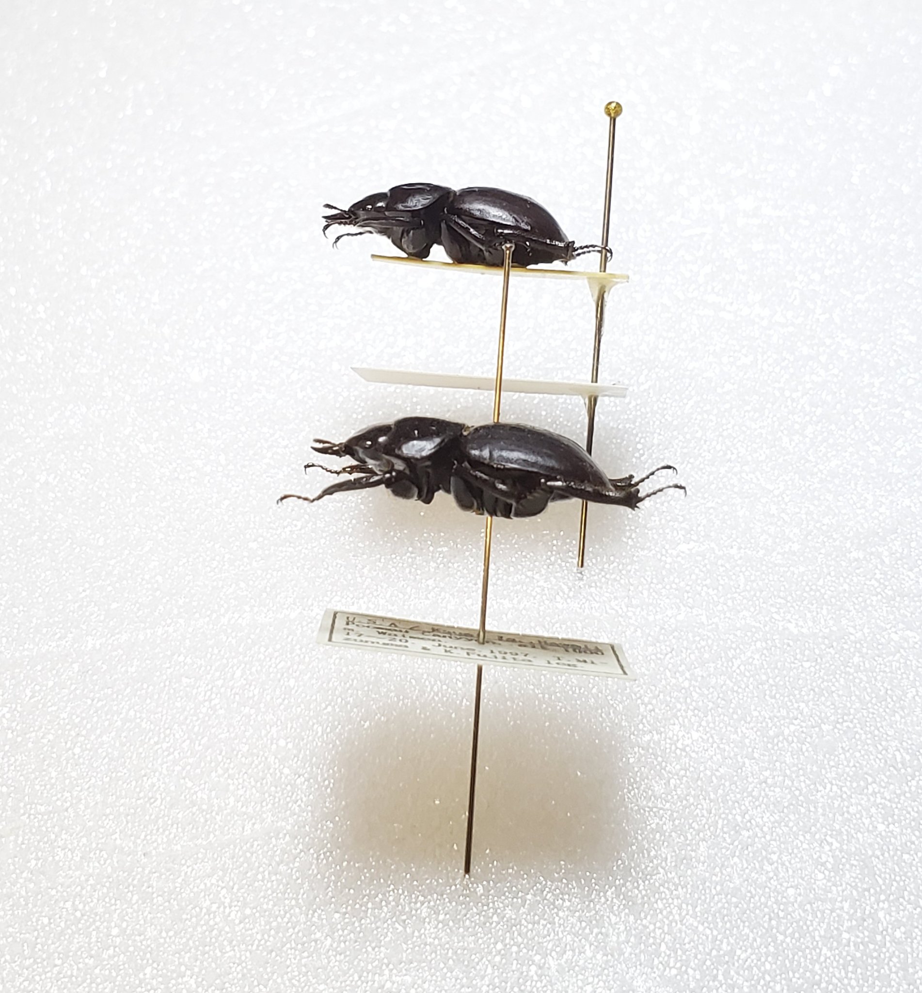 ハワイハネナシクワガタ 標本 ひどい オス