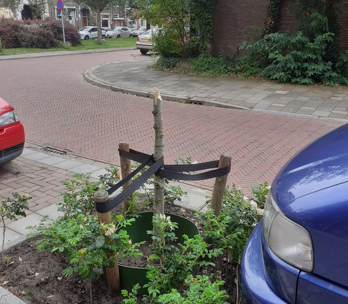 gem_groningen's tweet photo. Onbekenden hebben afgelopen weekend twee jonge boompjes vernield in de Jan Lutmastraat in de Schildersbuurt. Heb je iets gezien? Geef het door aan de politie: 0900 8844. https://t.co/3S0r9FDDRI