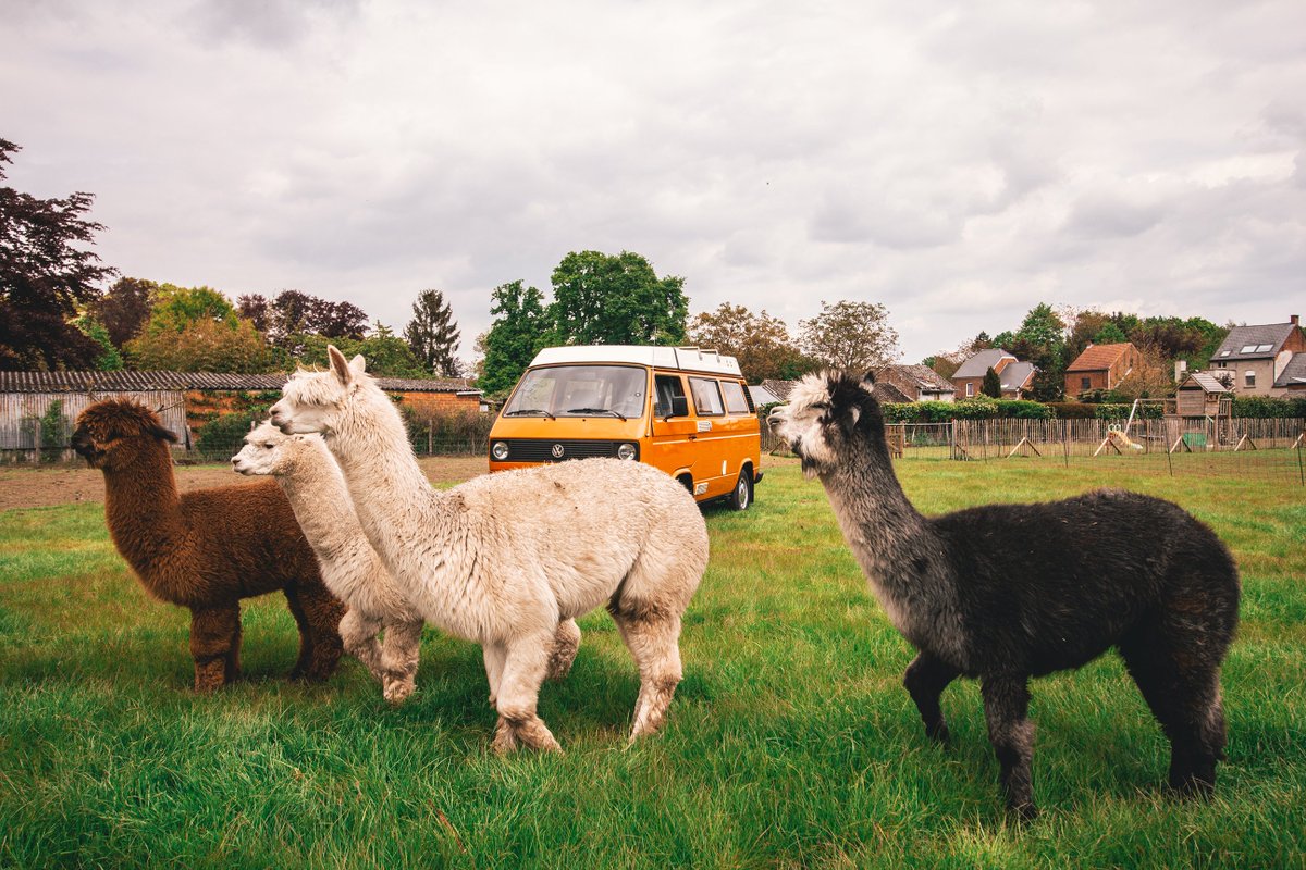 Soms hoef je namelijk helemaal niet ver te zoeken voor dat ultieme vakantiegevoel. <a href="/Campspacecom/">Campspace</a> biedt unieke kampeerplekken midden in de natuur. Van achtertuinen met alpaca's in de polder tot bijzondere hutten in het bos.