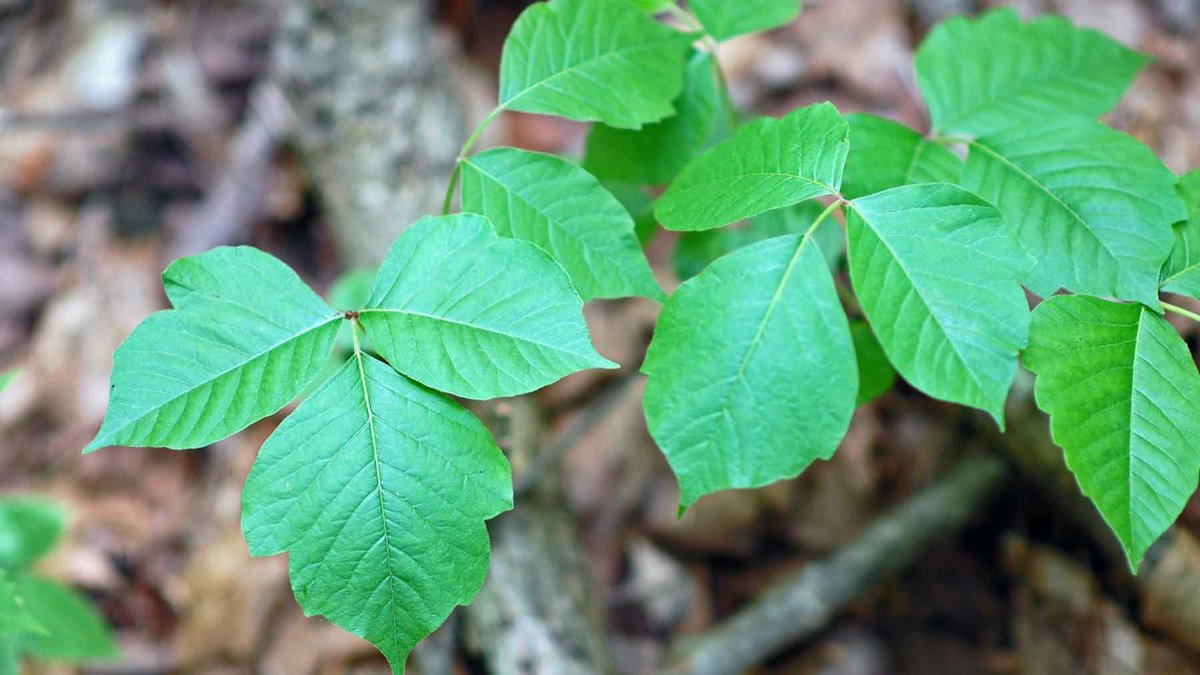 you might as well try to get rid of poison ivy by scratching it.we need to leave it alone. don't click it. don't forward it because it was stupid and made you mad.if you must, screenshot it but do not let it produce revenue.only we can save us from this.